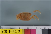 藏品(絨毛近方蟹)的圖片